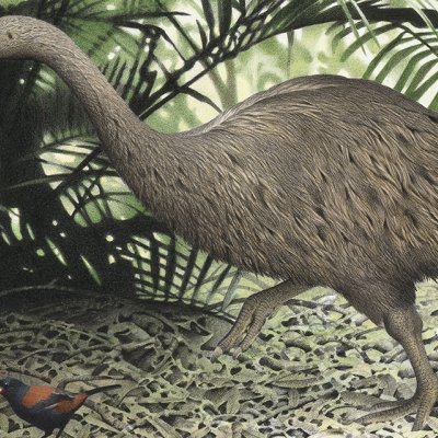 Little bush moa. © Te Papa. 